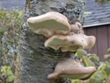 pensée du jour champignon d'arbre