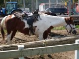 cheval et selle pensée du jour