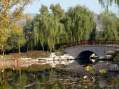 pont, eau, saule pleureur pensée du jour